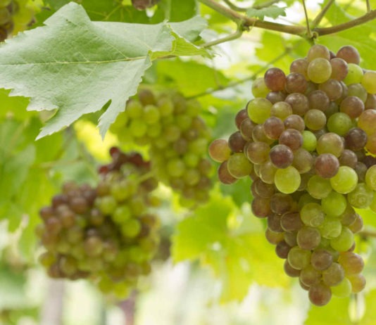 Cepage-chasselas-vin