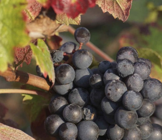 cepage-Gamay-vin