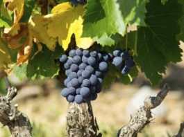 cepage-Grenache-vin