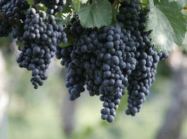 cepage-Malbec-vin