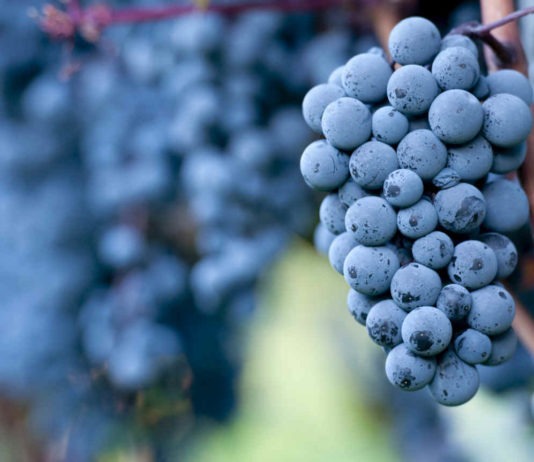 cepage-cinsault-vin