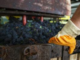 vinification-vin-rouge