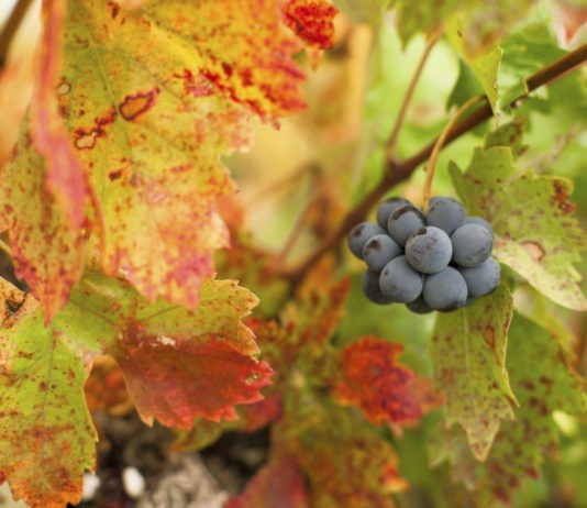 Grappe vin canicule