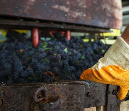 Vendanges 2019 : un millésime sous bonne augure