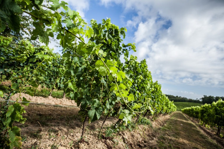 lacoste bordeaux 8898 768x512