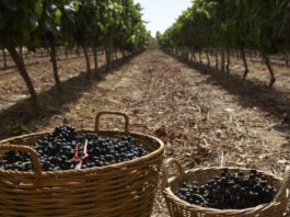 Vignoble