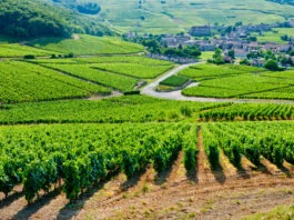 Vin de célébrités