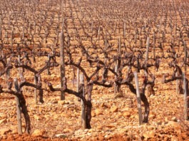 Changement climatique Viticulture Vin