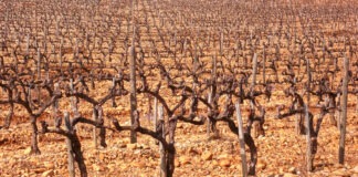 Changement climatique Viticulture Vin