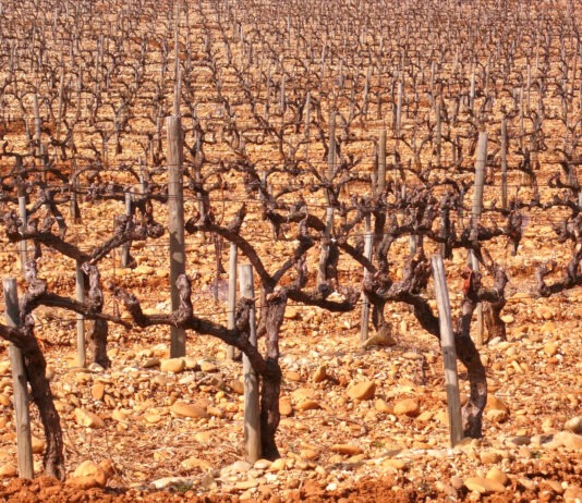 Changement climatique Viticulture Vin