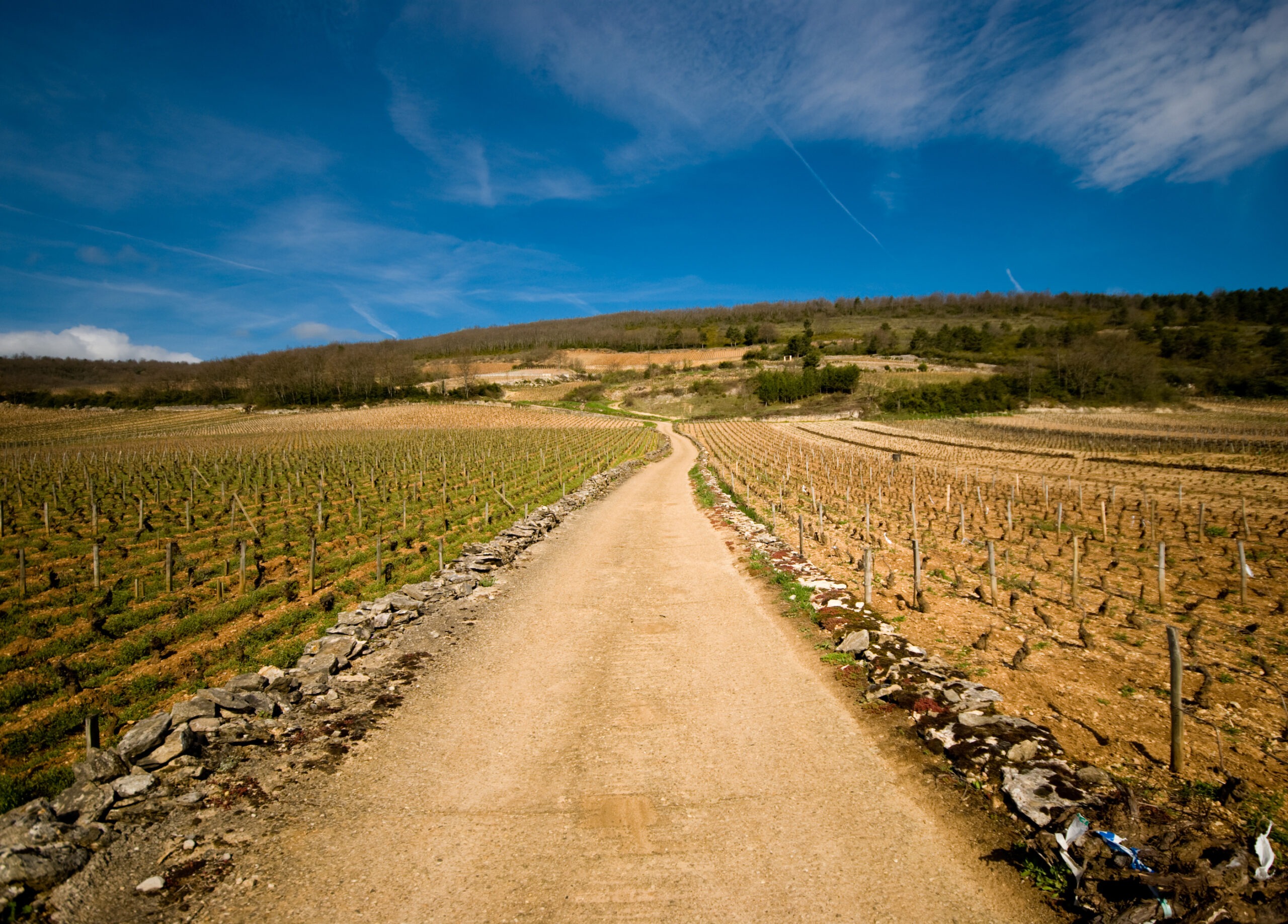 Sécheresse des vignobles