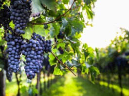 Vin biodynamique