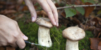 Champignon et vin