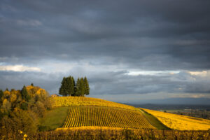 Orages 2022 vin