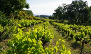 Terres du Gaugalin Gard