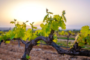 investir dans la vigne