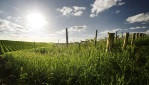 climat et météo vignes millésimes