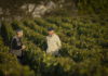 domaine de la romanee conti
