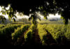 chateau d'yquem