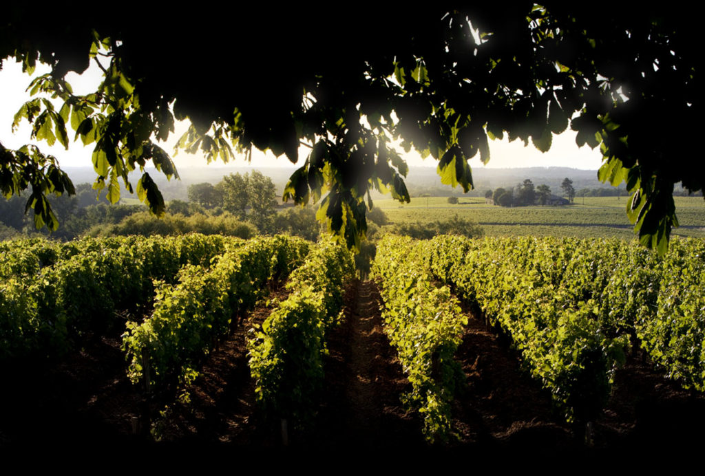 chateau d'yquem