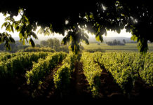 chateau d'yquem