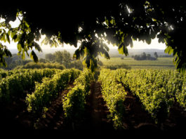chateau d'yquem