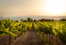 10 bons vins du Beaujolais à moins de 20 €