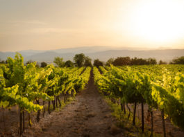 10 bons vins du Beaujolais à moins de 20 €
