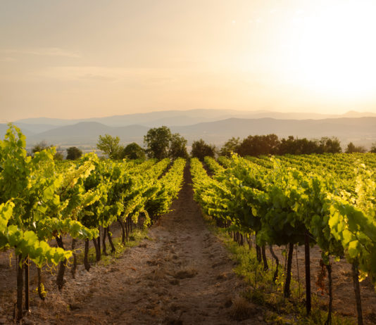 10 bons vins du Beaujolais à moins de 20 €