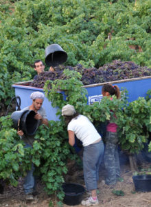 vendange clos cibonne