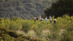 Domaine Riberach Pyrénées-Orientales