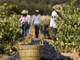 Quels sont les nouveaux défis environnementaux pour les viticulteurs en 2023 ?