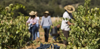 Quels sont les nouveaux défis environnementaux pour les viticulteurs en 2023 ?