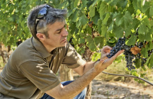 gestion de l’eau viticulture
