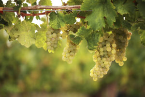 quel goût a le vin bio
