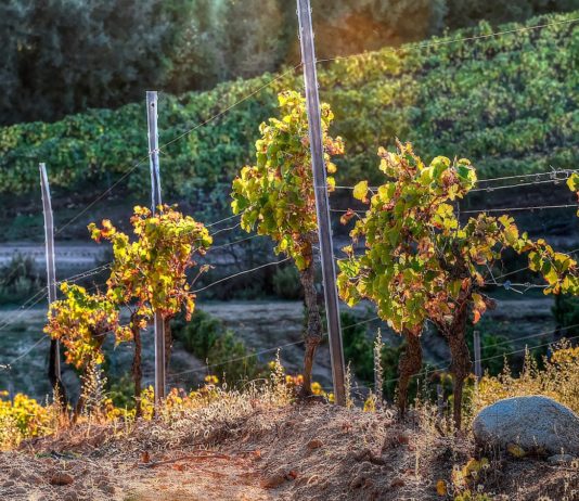 Clos Canarelli vins corses figari