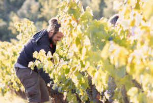 agriculture biologique vin varois
