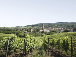 Rijckaert vin jura