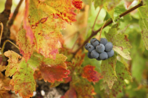 vendanges tardives automne vin