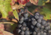 vendanges tardives france