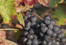 vendanges tardives france