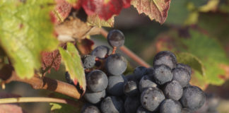 vendanges tardives france