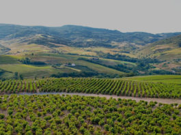 beaujolais terroir