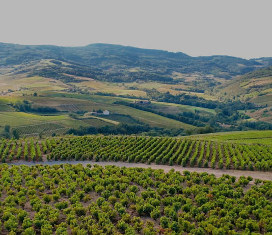 beaujolais terroir