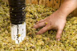 vin naturel vinification