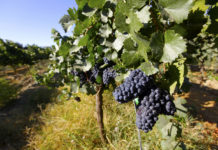 10 bons vins de Jura à moins de 20 €