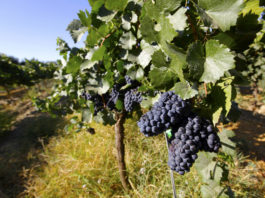 10 bons vins de Jura à moins de 20 €