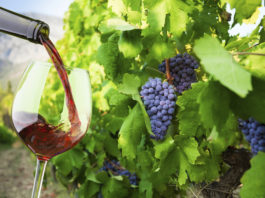 sol terroir vin influence