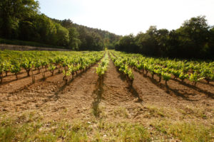 vin provence chateau simone