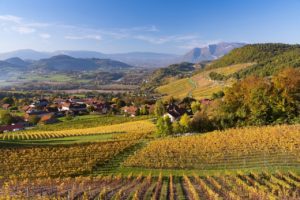 savoie vin dupasquier